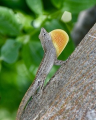 Anolis jubar oriens