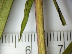 Symphyotrichum lanceolatum interior