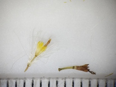 Symphyotrichum lanceolatum interior