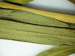 Symphyotrichum lanceolatum interior