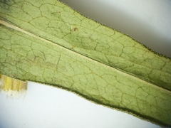 Symphyotrichum lanceolatum interior