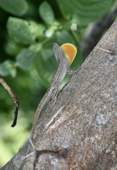 Anolis jubar oriens