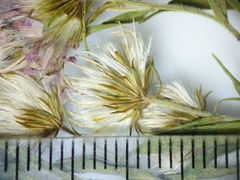 Symphyotrichum lanceolatum interior