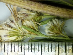 Symphyotrichum lanceolatum interior