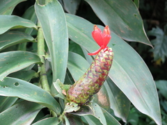 Costus