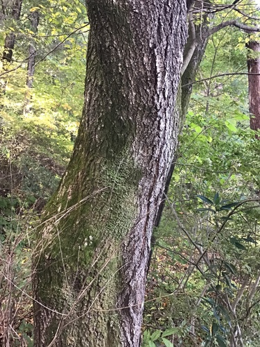 Cerasus spachiana iNat (2)