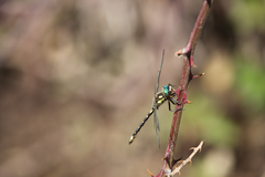 Gomphomacromia paradoxa