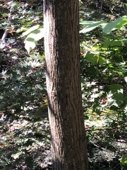 Juglans ailantifolia