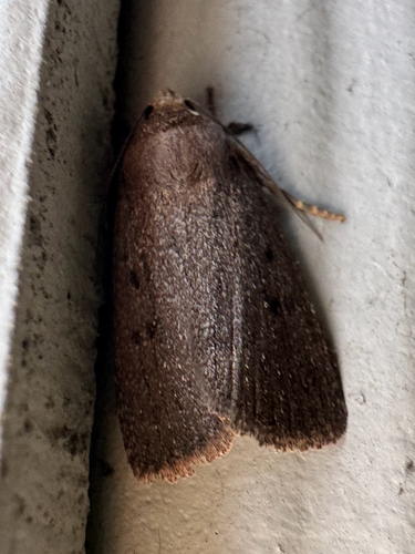 Mouse Moth photo 3