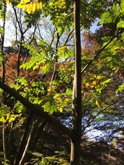Juglans ailantifolia