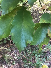 Quercus serrata