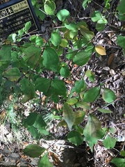 Diabelia spathulata