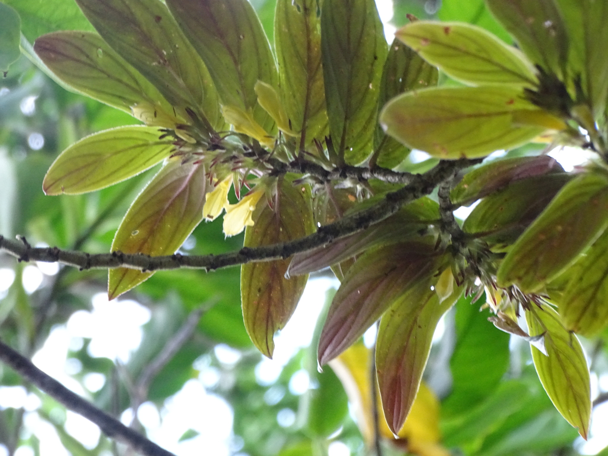 Columnea verecunda