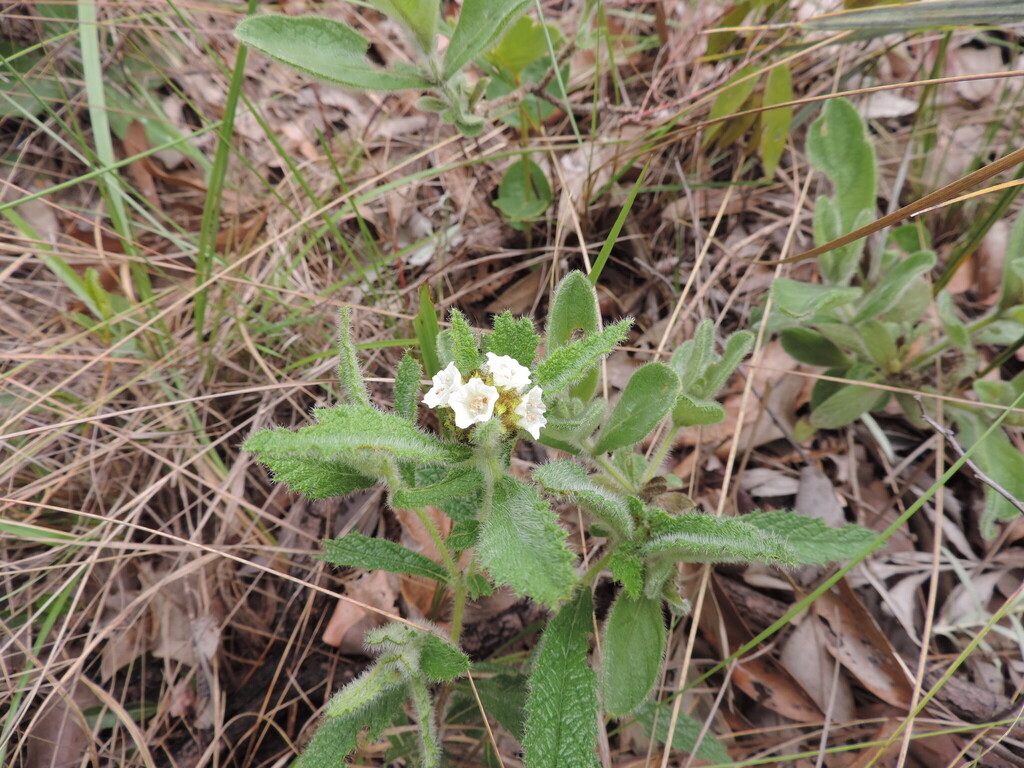 Varronia sessilifolia