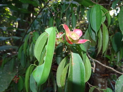 Blakea cuneata