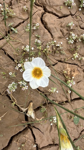 Water Stars (Romulea aquatica)