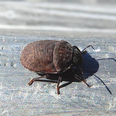 Vanduzeeina borealis