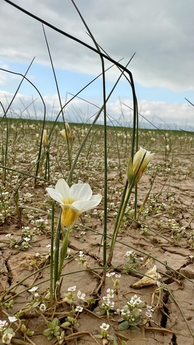 Romulea aquatica