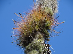 Tillandsia juncea