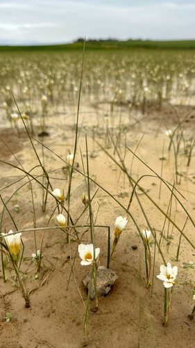Romulea aquatica