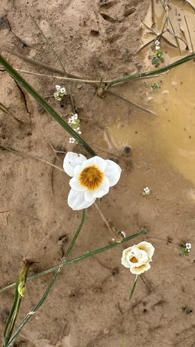 Romulea aquatica