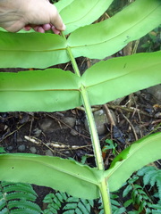 Hemidictyum marginatum
