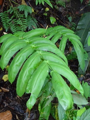 Hemidictyum marginatum