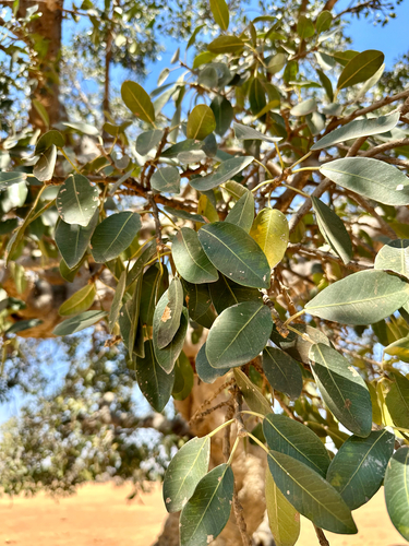 Common Wild Fig