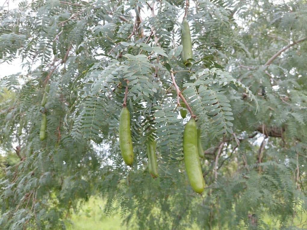 Prosopis africana (Guill. & Perr.) Taub. 4