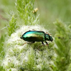 Scelolyperus varipes