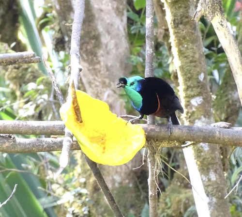 Ribbon-tailed Astrapia (Astrapia mayeri)