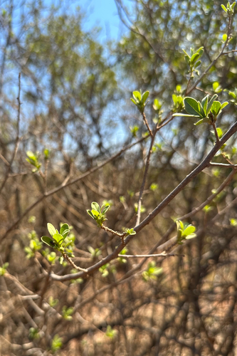 Bluebush
