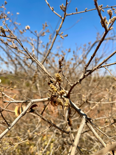 russet bushwillow