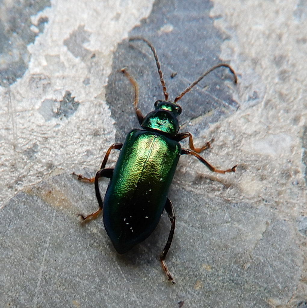 Scelolyperus varipes