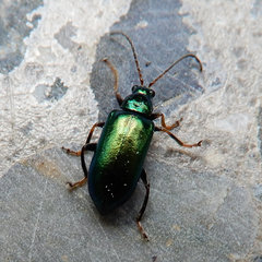 Scelolyperus varipes