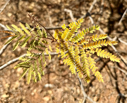 Weeping wattle