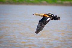 Orinoco Goose photo 2