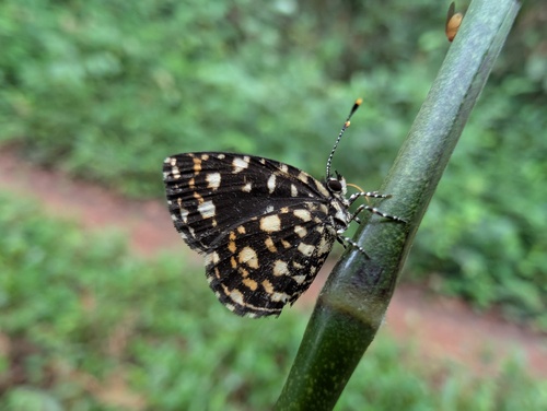 Common Dots
