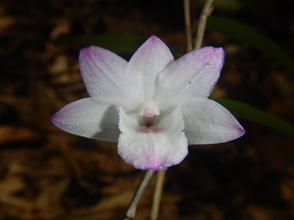 Dendrobium lancifolium A.Rich.