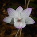 Dendrobium lancifolium - Photo (c) Yanuar Ishaq Dc, some rights reserved (CC BY-NC-SA), uploaded by Yanuar Ishaq Dc
