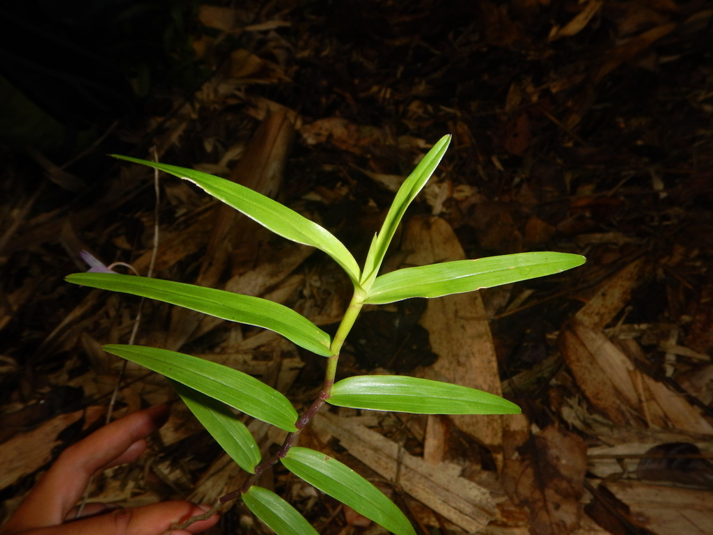 Dendrobium lancifolium A.Rich. 2