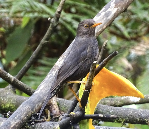Papuan Island Thrush (Turdus papuensis), photo 8