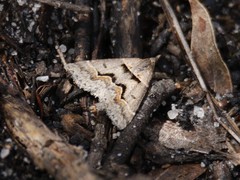 Dichromodes atrosignata