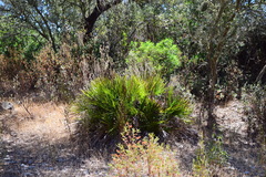 Cistus monspeliensis