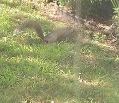 Sciurus carolinensis