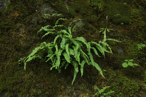 Lepisorus annuifrons iNat (1)