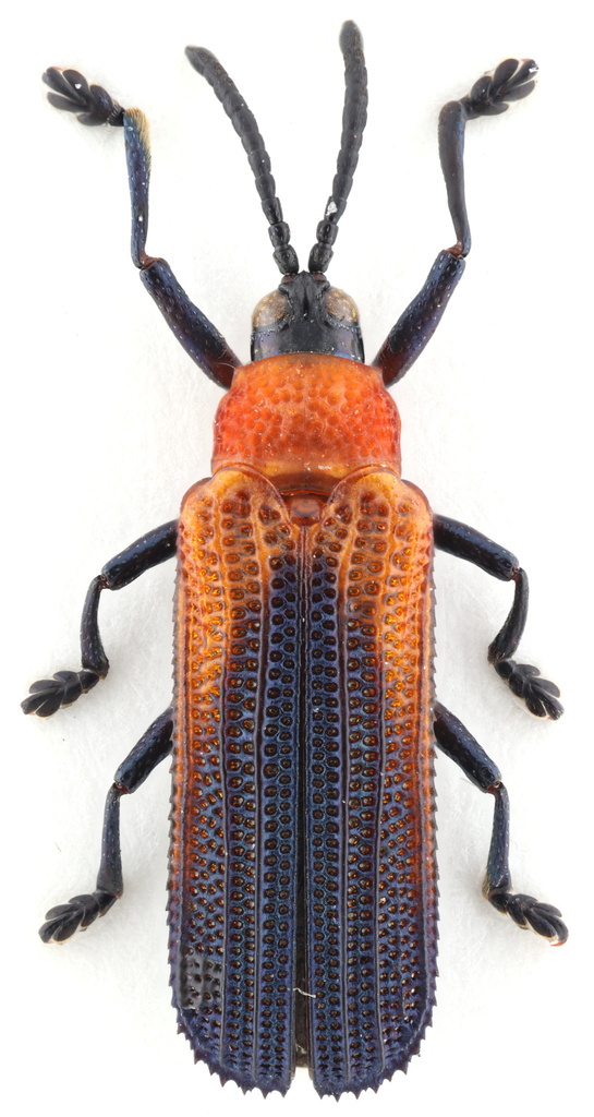 Chalepus sanguinicollis