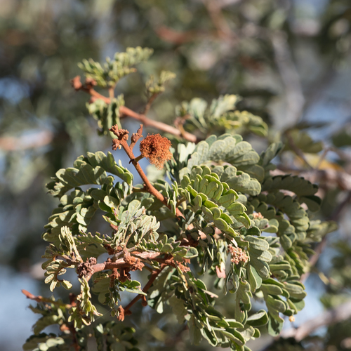 Archidendropsis basaltica · iNaturalist