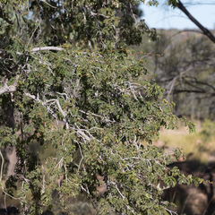 Archidendropsis basaltica