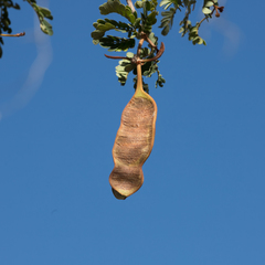 Archidendropsis basaltica